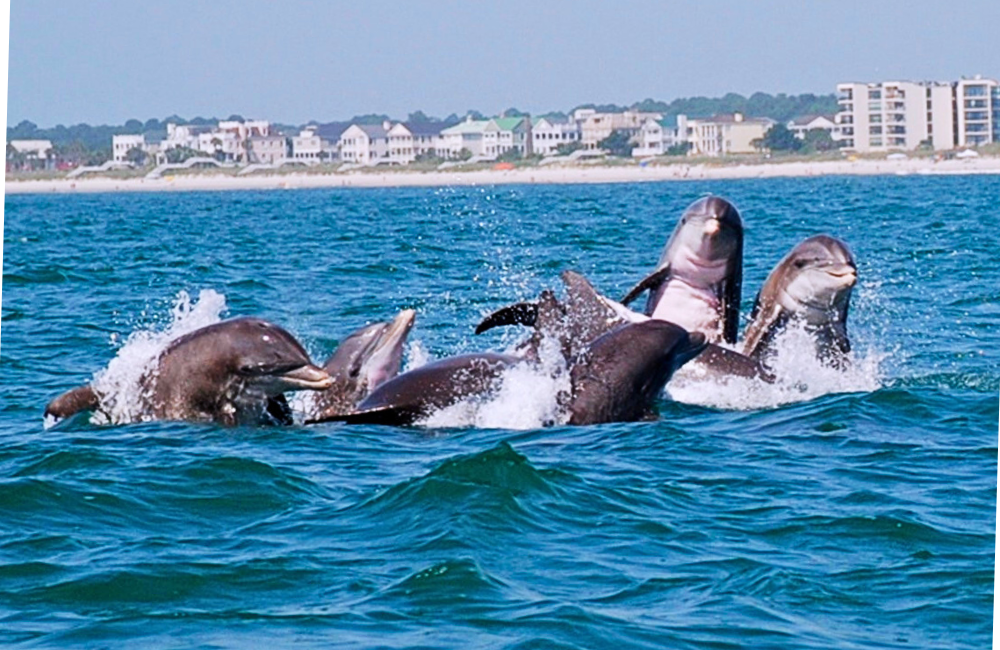 Guest Reward: https://gardencityrealty.icnd-cdn.com/images/guestrewards/Blue Wave Adventures pic02.png